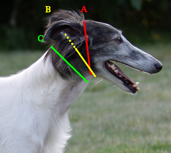 How to measure your dog for a custom made sighthound collar